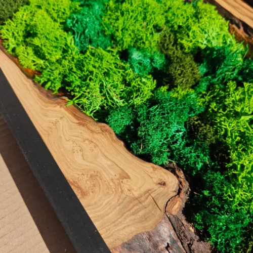Olive Wood & Preserved Moss Wall Art